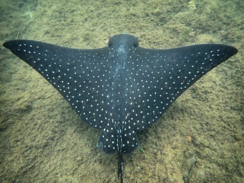 Photo of Ocellated eagle ray (Aetobatus ocellatus)