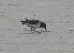 Calidris