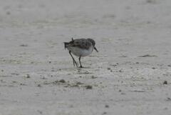 Calidris