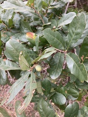 Quercus sinuata