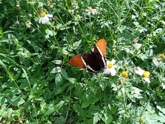 Siproeta epaphus epaphus