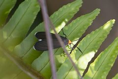 Ctenucha rubriceps