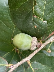 Quercus sinuata