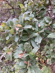 Quercus sinuata