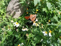 Siproeta epaphus epaphus