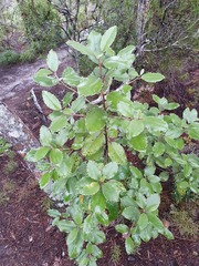 Olearia rani
