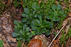 Saxifraga spathularis