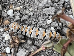 Euscirrhopterus gloveri