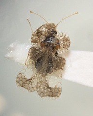 Tingidae
