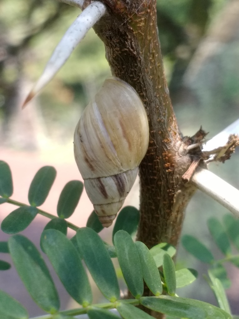 Mesembrinus hegewischi