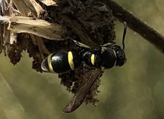 Parancistrocerus declivatus