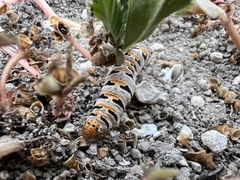Euscirrhopterus gloveri