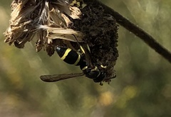 Parancistrocerus declivatus