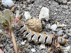 Euscirrhopterus gloveri