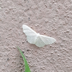 Scopula junctaria