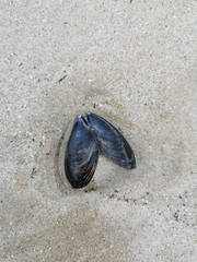 Mytilus edulis