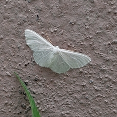 Scopula junctaria