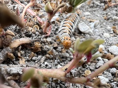 Euscirrhopterus gloveri