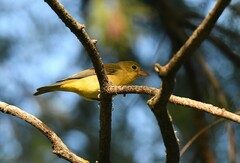 Piranga olivacea