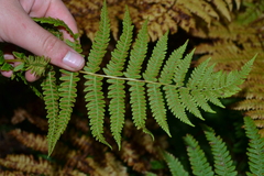 Oreopteris limbosperma