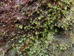 Bartramiopsis lescurii