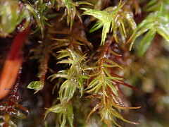 Bartramiopsis lescurii