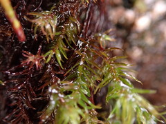 Bartramiopsis lescurii