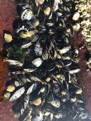 Mytilus edulis