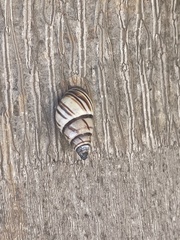 Drymaeus multilineatus