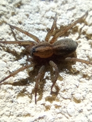 Trochosa