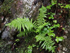 Oreopteris quelpartensis