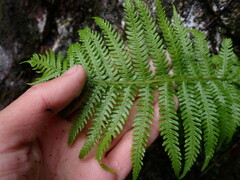 Oreopteris quelpartensis