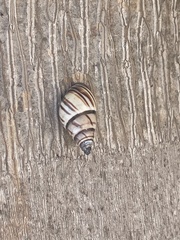 Drymaeus multilineatus