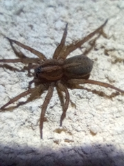 Trochosa