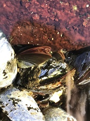 Mytilus edulis