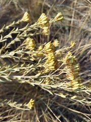Helichrysum kraussii