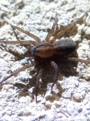 Trochosa