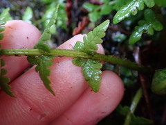 Oreopteris quelpartensis