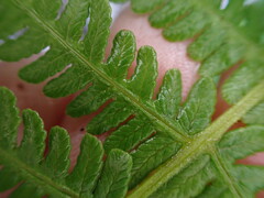 Oreopteris quelpartensis