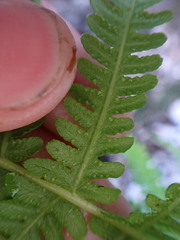 Oreopteris quelpartensis