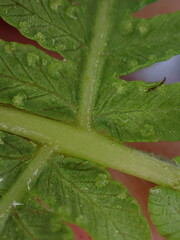 Oreopteris quelpartensis