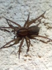 Trochosa
