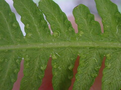 Oreopteris quelpartensis