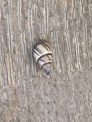 Drymaeus multilineatus