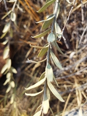 Helichrysum kraussii