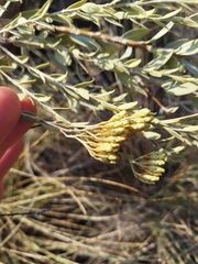 Helichrysum kraussii