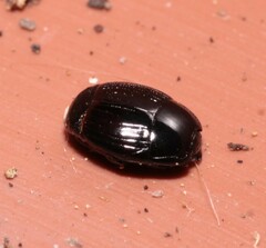 Histeridae