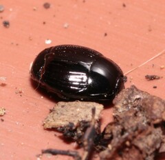 Histeridae