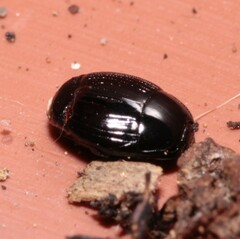 Histeridae