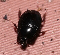 Histeridae